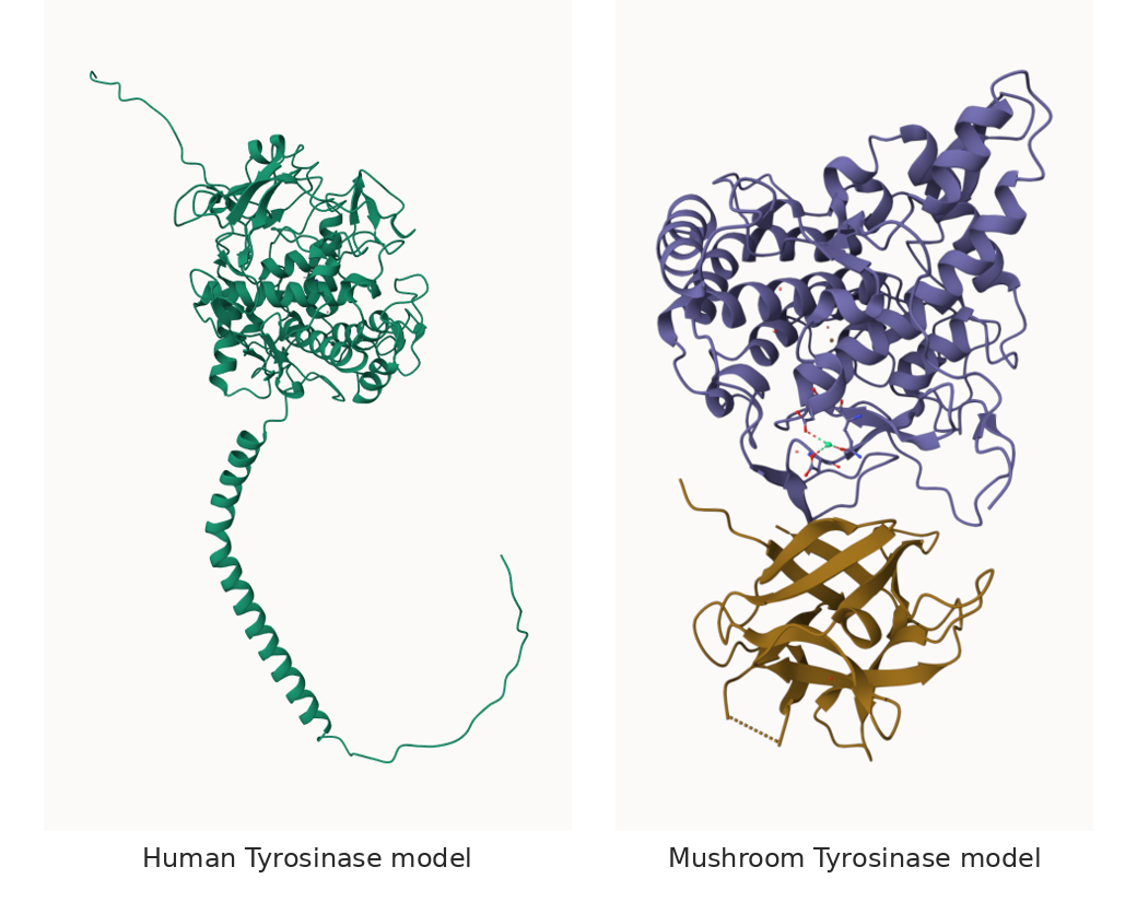 human-vs-mushroom-tyrosinase-models.png